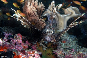 Maldives 2021 - Rascasse volante - Red lionfish - Pterois miles - DSC00345_rc